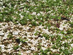 -广州白江湖森林公园