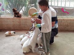 -花之城