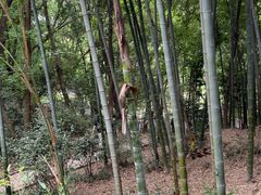 -上海佘山国家森林公园天马山园