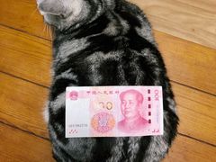 -芭比堂动物医院·犬猫全科·异宠专科(雁塔分院)