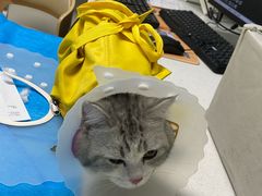 -达爱动物医院·犬猫分区·CT·复杂眼科(远洋山水分院)
