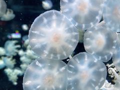 -太平洋海底世界