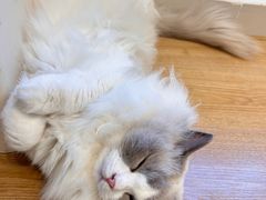 -有喵·猫咖·狗咖·30几只猫10只小狗(岗厦店)