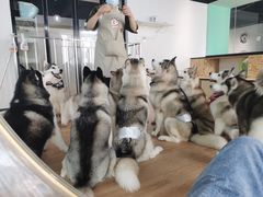 -Husky Go! 哈士奇体验馆·宠物咖啡厅狗咖