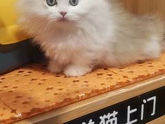 -欣宠猫屋·矮脚拿破仑·蓝金金渐层