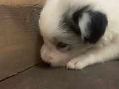 -西檬树SIMON·T轻奢蛋糕(大东方Max店)