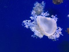 -芜湖新华联大白鲸海洋公园