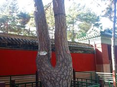 -普乐寺