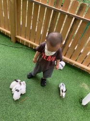 点击看大图 -萌宠亲子动物乐园(槐房万达店)