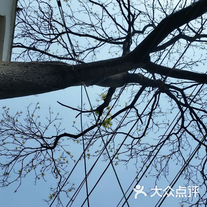 春树下花园餐厅