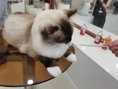 -共舞时光猫咖·狗咖(新街口店)