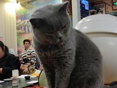 -猫小院猫主题咖啡厅(北锣店)