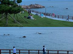 -小麦岛公园