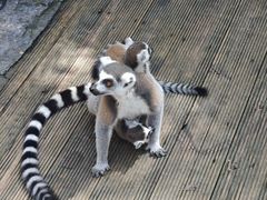 -北京野生动物园