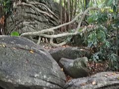 -呀诺达热带雨林
