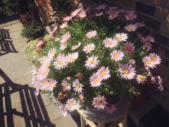 iphone_upload_pic-湖丝栈