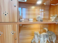 -猫十亿·布偶金渐层·曼基康矮脚猫舍(青年路店)