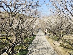 -香雪海