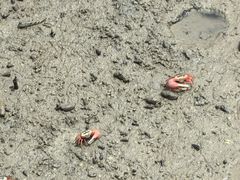 -北海金海湾红树林生态旅游区