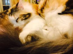 -猫色咖啡·猫咖