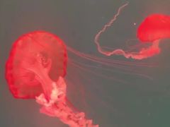 -多彩贵州城极地海洋世界