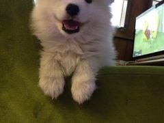 -比格比萨自助(万柳华联店)