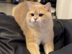 -lincat·猫舍(广州店)