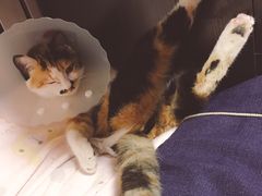 -纳吉亚猫专科动物诊疗中心(蒋宅口分院)