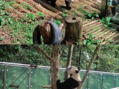-黔灵山公园