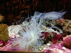 -北戴河圣蓝海洋公园