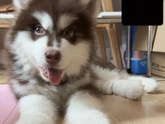 -艾贝尔宠物医院 ·内科全科(梁溪路店)