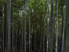 -上海佘山国家森林公园天马山园