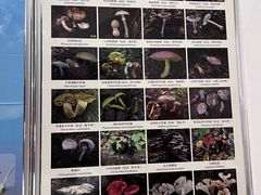 -蔼若春.传承三十年云南菜(金碧公园店)