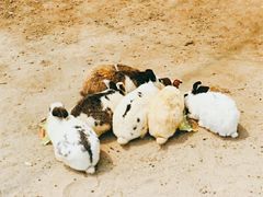 -前小桔亲子创意农场·草莓采摘·露营烧烤