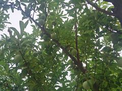 -意大利农场度假村