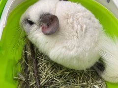 -瑞派·关忠动物医院·异宠专科·犬猫肿瘤·皮肤专科(望京店)