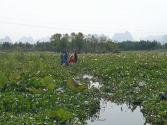 -会仙湿地
