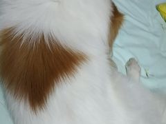 -PETKIT小佩宠物(古北店)