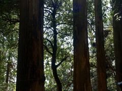 -天目山大树王景区