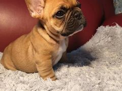 -PETKIT 小佩宠物·低压洗护·美容·寄养(安远店)