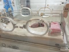 -成都大熊猫繁育研究基地