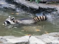 -上海野生动物园