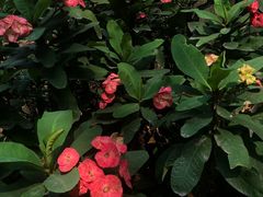 -曼听御花园