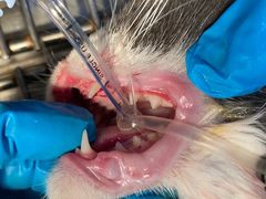 -伟伟宠物医院·CT影像中心·瑞派犬猫综合性门诊(汉口总院)
