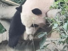 -灵玲国际马戏城
