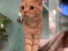 -猫小院猫主题餐厅(三里屯店)