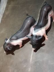 -Zoolung Zoolung动物主题公园(海信广场店)