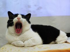 -汪喵宠物医院·骨科心脏影像·犬猫急重症ICU诊疗中心(成华分院)