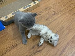 -创凡宠物医院·骨专科  猫科中心(西乡分院)