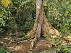 -中国科学院西双版纳热带植物园